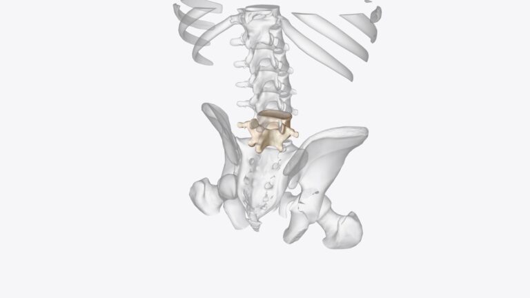 The Hip Joint: Essential for Movement and Stability