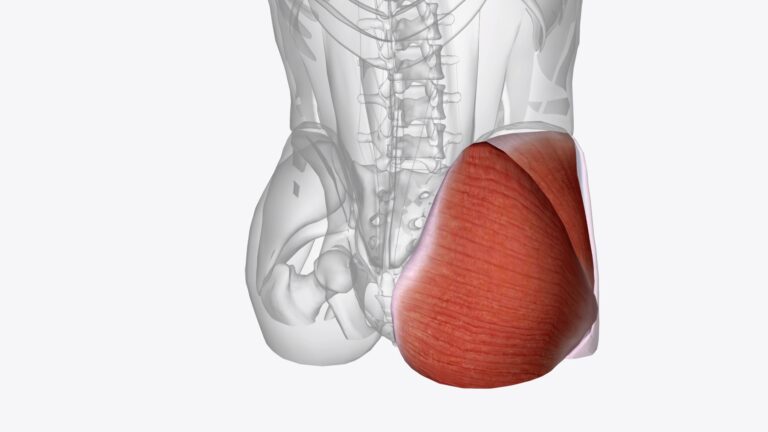 Keeping Your Hips Healthy: A Comprehensive Guide to Hip Joint Care